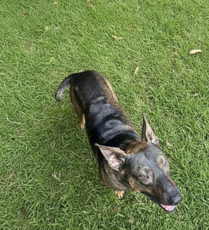 Cachorro ra a SRD-ViraLata idade 2 anos nome Jorge