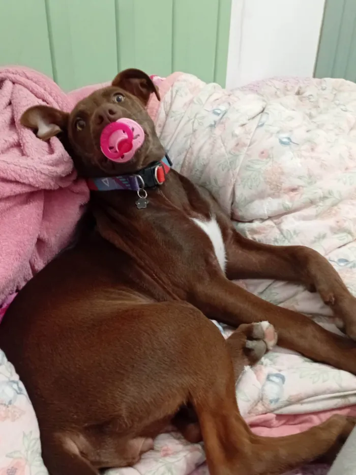 Cachorro ra a SRD-ViraLata idade 7 a 11 meses nome Lua Inês 