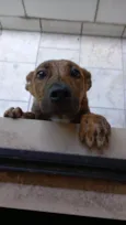 Cachorro raça SRD-ViraLata idade 2 a 6 meses nome Cacau
