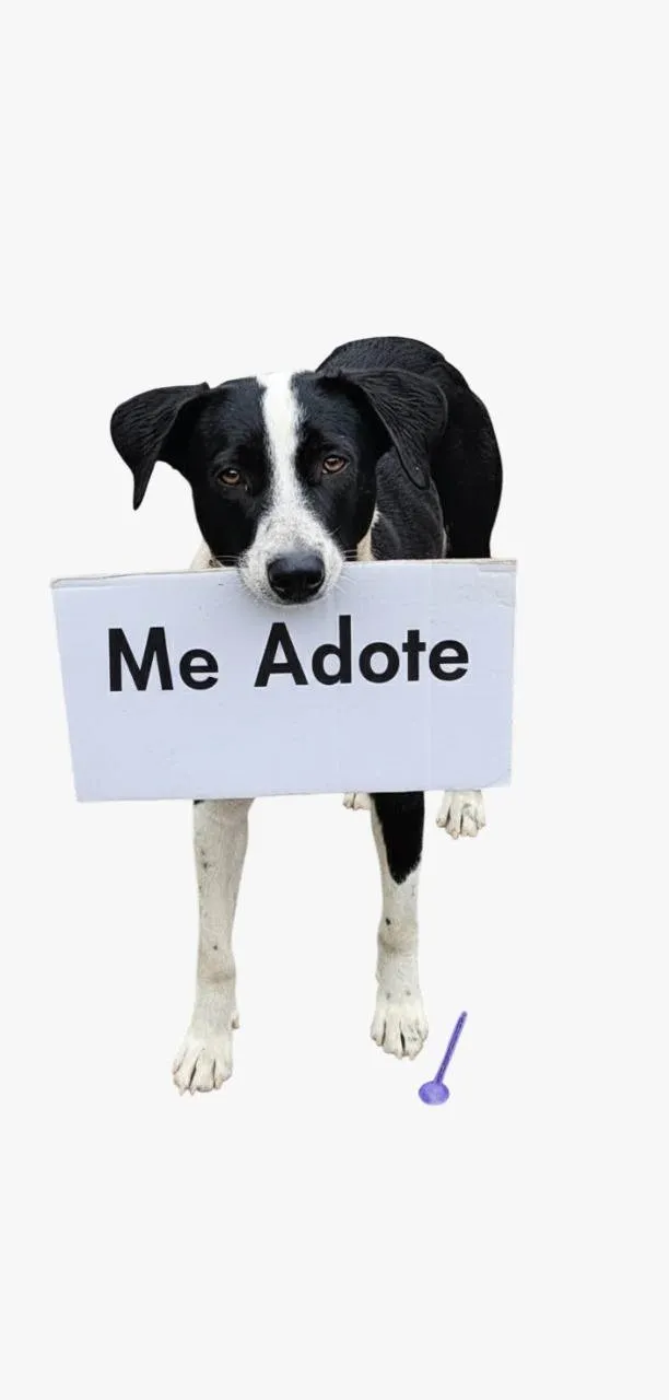 Cachorro ra a SRD-ViraLata idade 3 anos nome Grandão