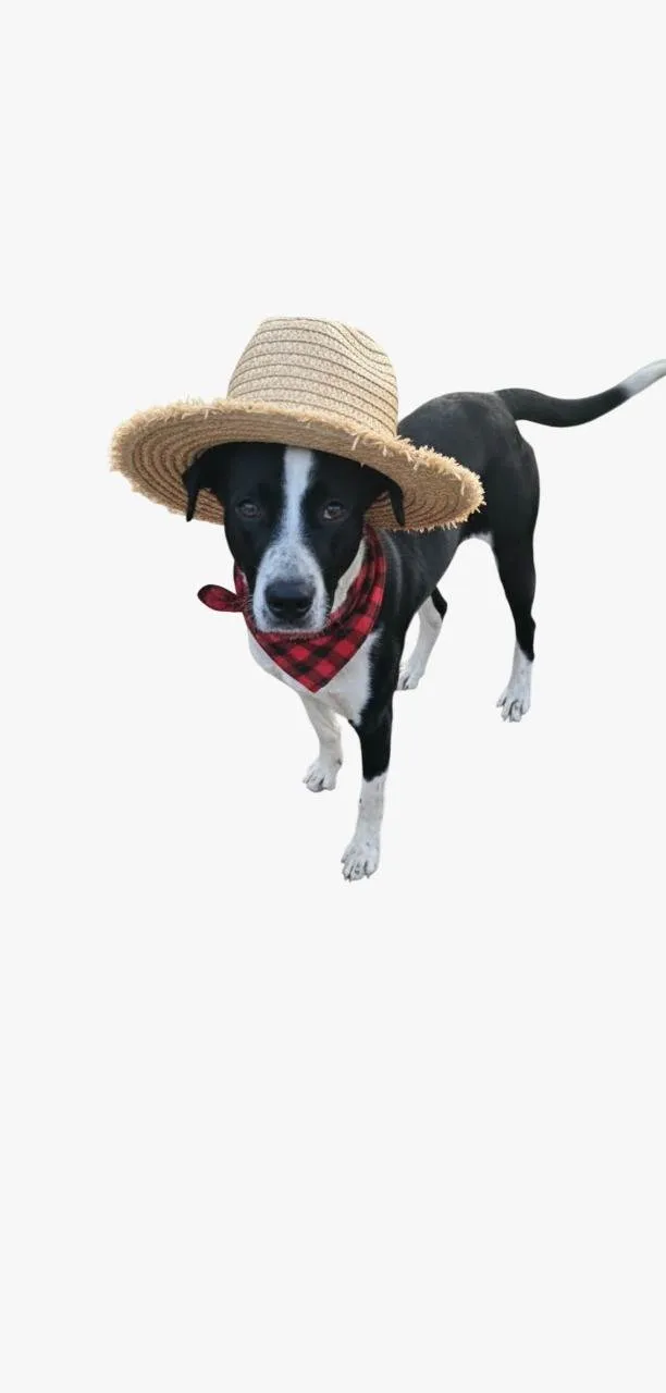 Cachorro ra a SRD-ViraLata idade 3 anos nome Grandão