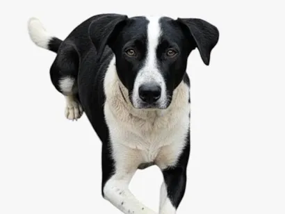 Cachorro ra a SRD-ViraLata idade 3 anos nome Grandão