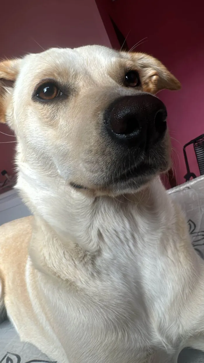 Cachorro ra a SRD-ViraLata idade 1 ano nome Zoe