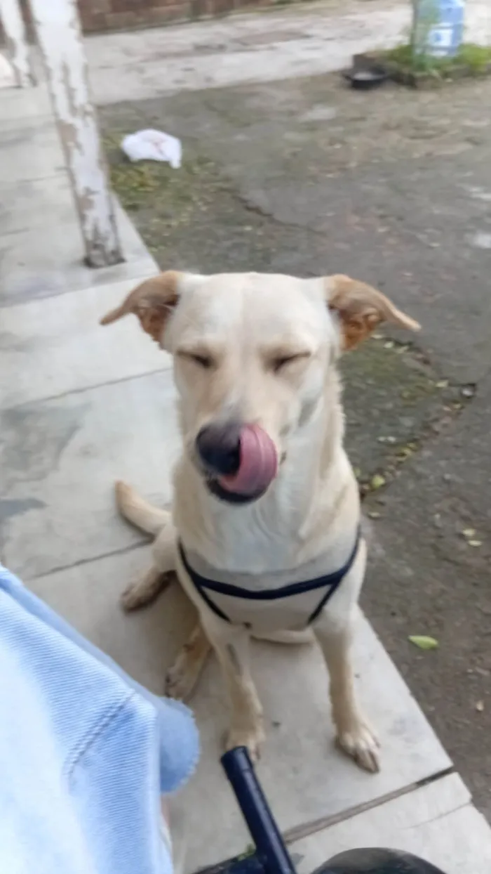 Cachorro ra a SRD-ViraLata idade 1 ano nome Zoe