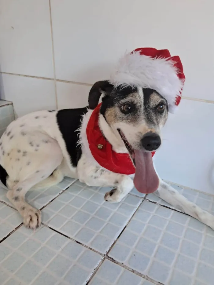 Cachorro ra a SRD-ViraLata idade 4 anos nome Doggofredo