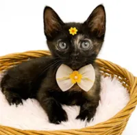 Gato ra a SRD-ViraLata idade 2 a 6 meses nome Kiara