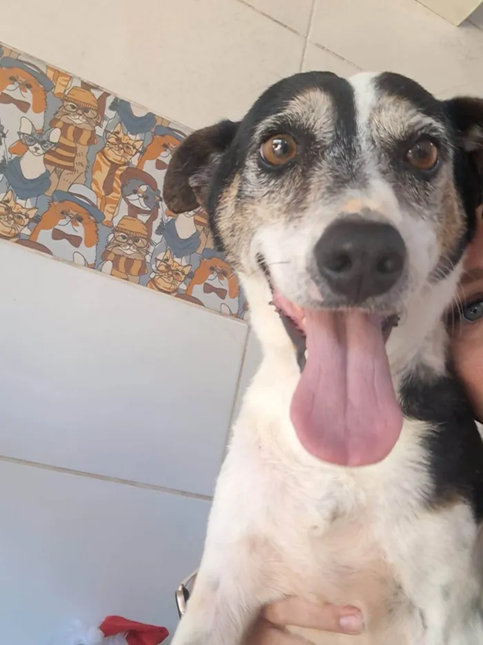 Cachorro ra a SRD-ViraLata idade 4 anos nome Doggofredo