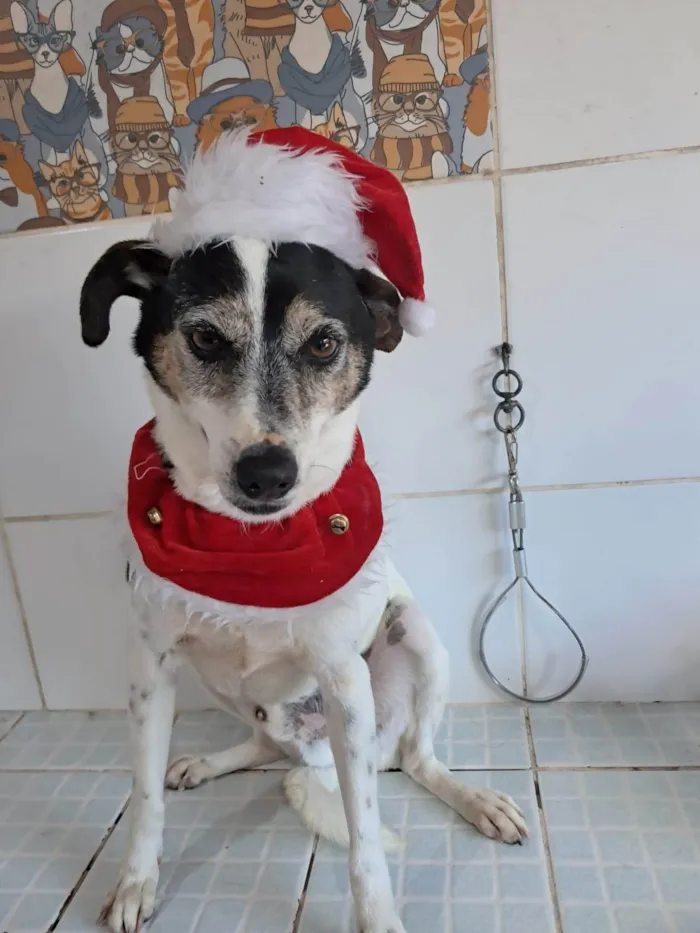 Cachorro ra a SRD-ViraLata idade 4 anos nome Doggofredo