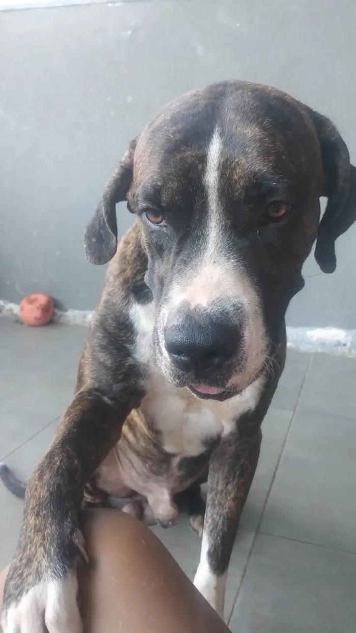 Cachorro raça Fila idade 3 anos nome Thor