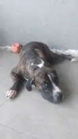 Cachorro raça Fila idade 3 anos nome Thor