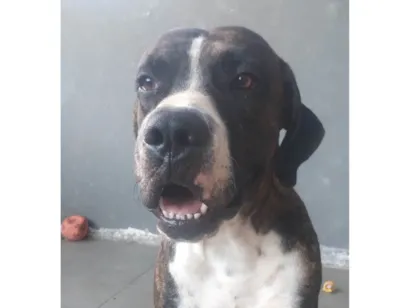 Cachorro raça Fila idade 3 anos nome Thor