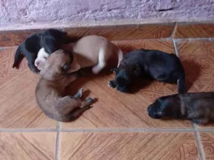 Cachorro raça Pastor Alemão idade Abaixo de 2 meses nome Filhote de pastor alemao 