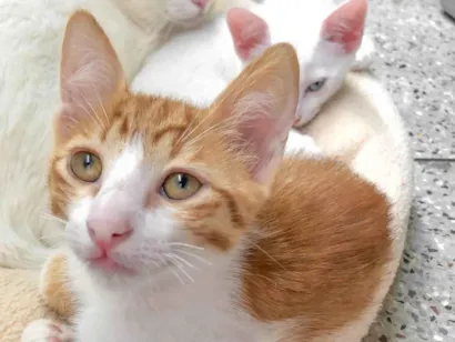 Gato raça SRD-ViraLata idade 2 a 6 meses nome Rodolfo 