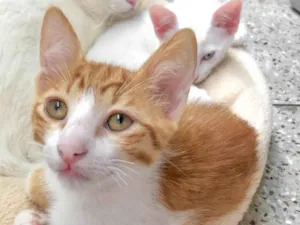 Gato ra a SRD-ViraLata idade 2 a 6 meses nome Rodolfo 