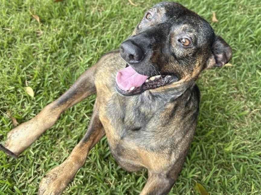 Cachorro raça SRD-ViraLata idade 2 anos nome Jorge