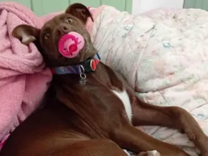 Cachorro raça SRD-ViraLata idade 7 a 11 meses nome Lua Inês 