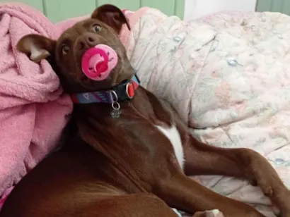 Cachorro raça SRD-ViraLata idade 7 a 11 meses nome Lua Inês 