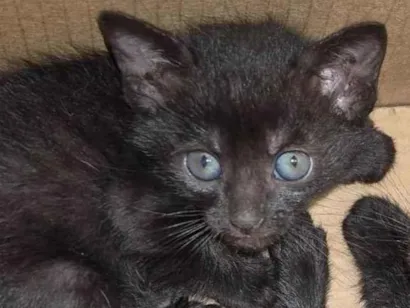 Gato raça SRD-ViraLata idade Abaixo de 2 meses nome Amora