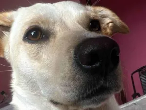 Cachorro ra a SRD-ViraLata idade 1 ano nome Zoe