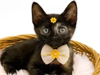 Gato ra a SRD-ViraLata idade 2 a 6 meses nome Kiara