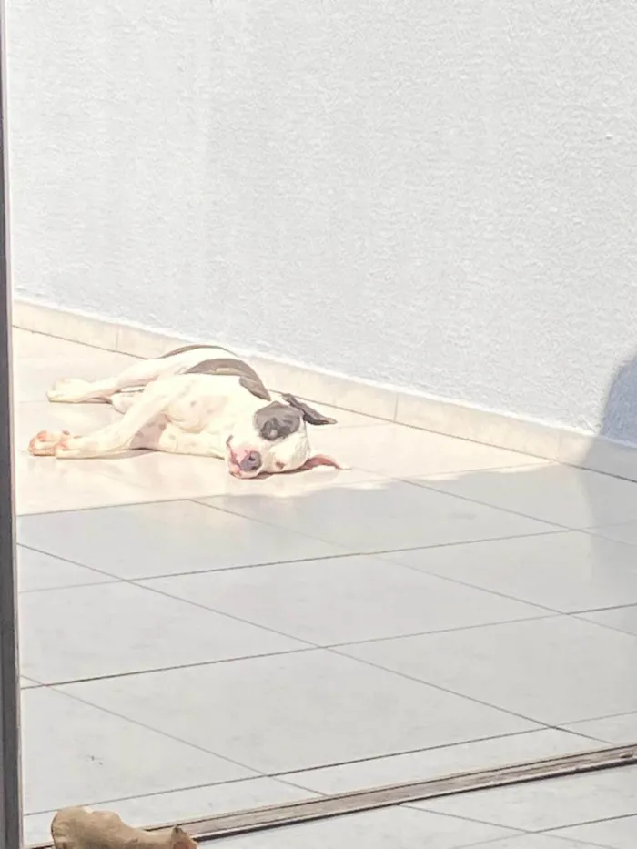 Cachorro raça Pit-Bull idade 2 anos nome JACK