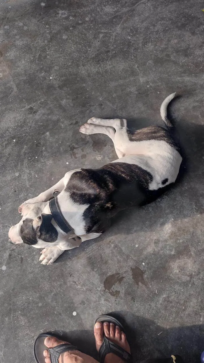 Cachorro raça Pit-Bull idade 2 anos nome JACK