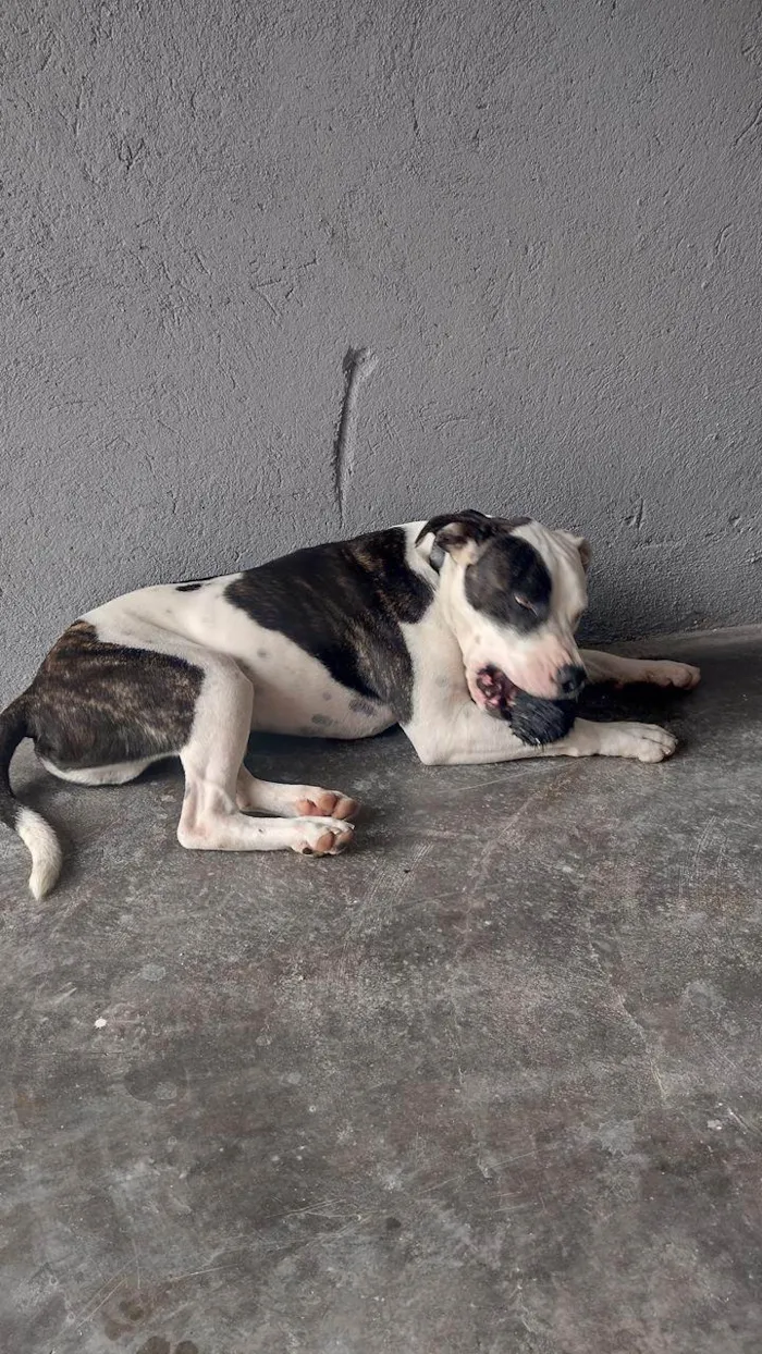 Cachorro raça Pit-Bull idade 2 anos nome JACK