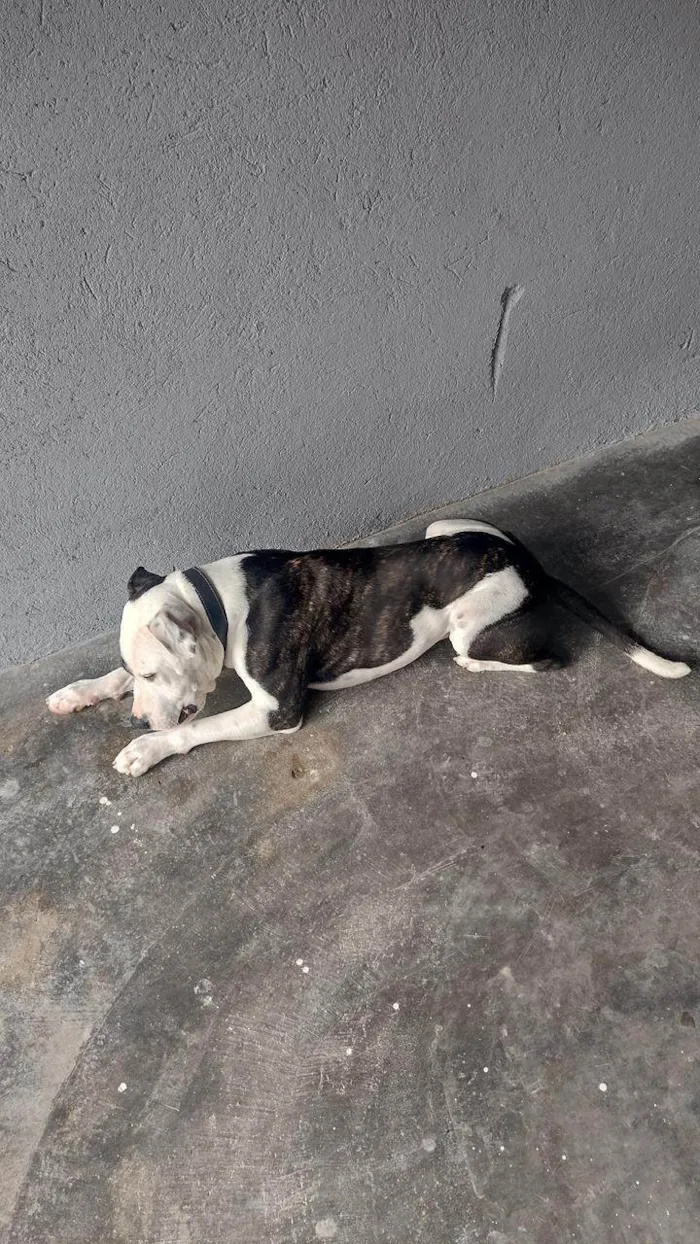 Cachorro raça Pit-Bull idade 2 anos nome JACK