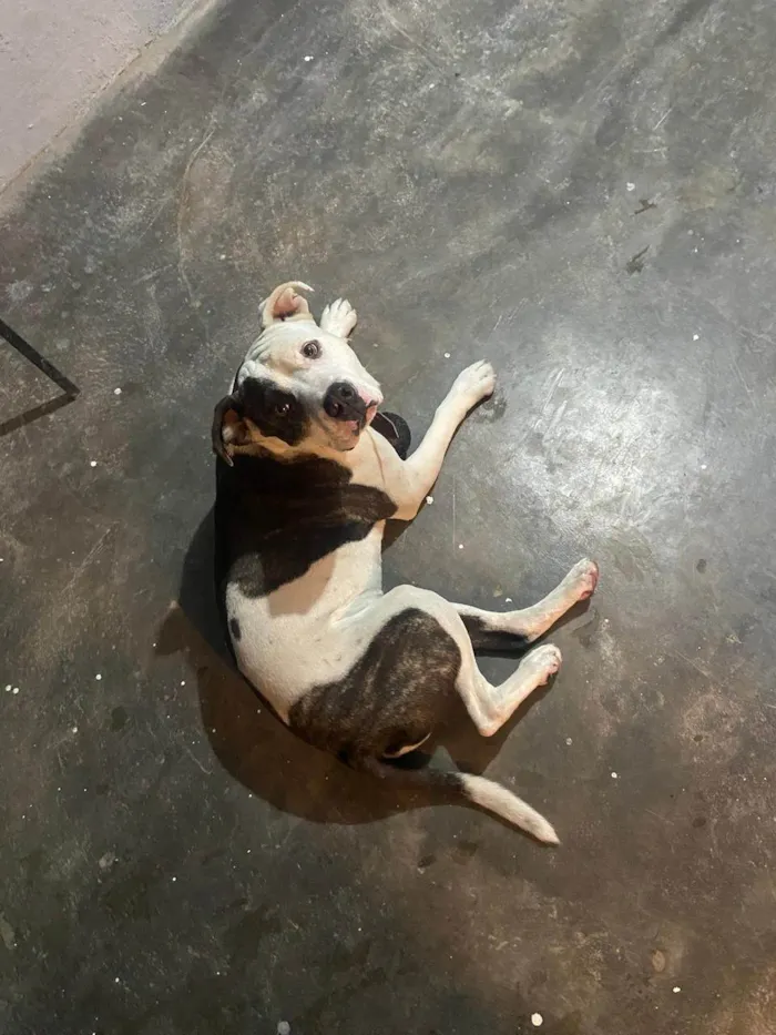 Cachorro raça Pit-Bull idade 2 anos nome JACK