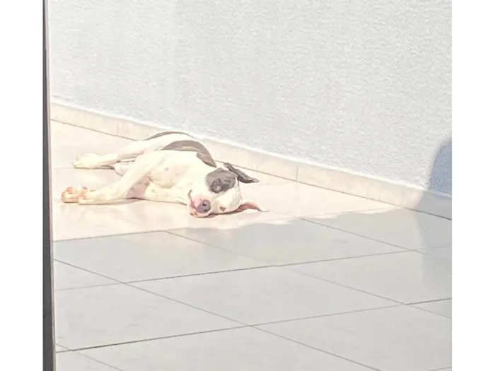 Cachorro raça Pit-Bull idade 2 anos nome JACK