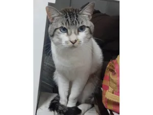Gato ra a SRD-ViraLata idade 6 ou mais anos nome Tico