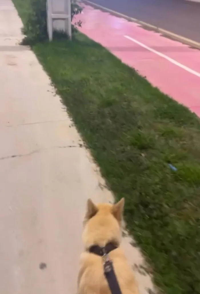 Cachorro ra a Husky Siberiano idade 1 ano nome Melissa 