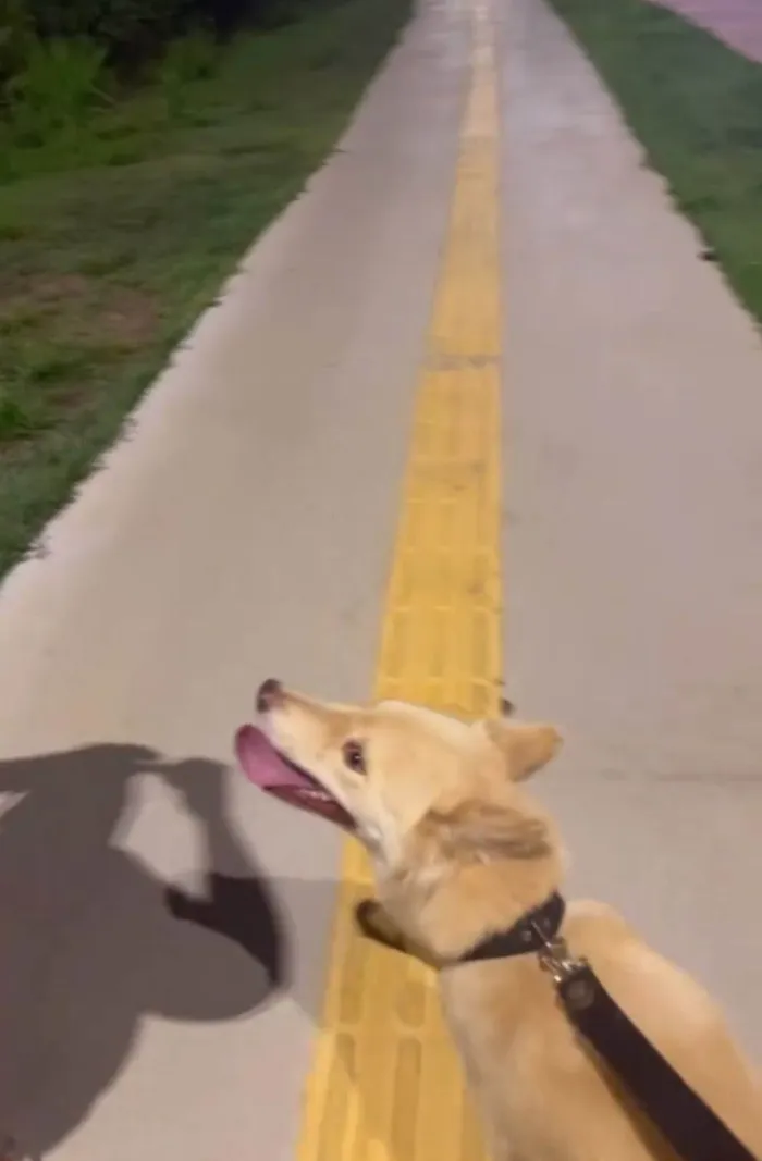 Cachorro ra a Husky Siberiano idade 1 ano nome Melissa 