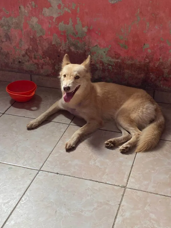 Cachorro ra a Husky Siberiano idade 1 ano nome Melissa 
