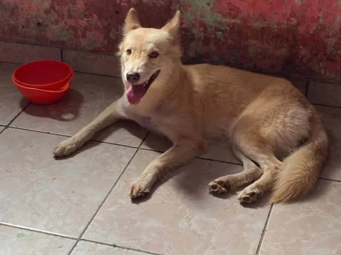 Cachorro ra a Husky Siberiano idade 1 ano nome Melissa 