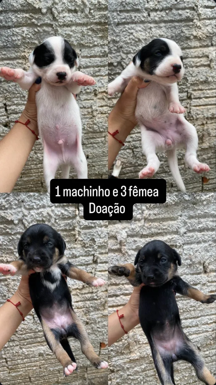 Cachorro ra a SRD-ViraLata idade Abaixo de 2 meses nome Não tem nomes 
