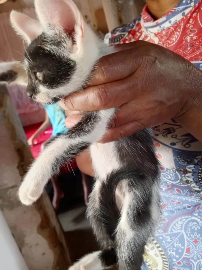 Gato ra a SRD-ViraLata idade Abaixo de 2 meses nome Não possui nome