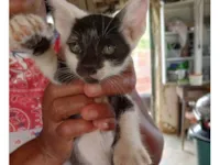 Gato raça SRD-ViraLata idade Abaixo de 2 meses nome MARIA LUISA da SILVA SANTOS