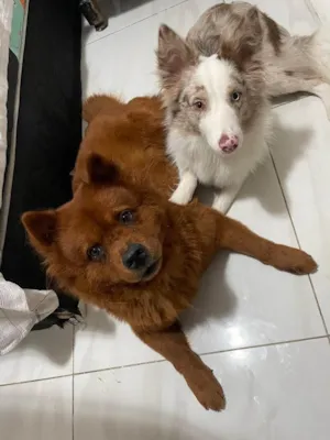 Cachorro raça Chow Chow idade 6 ou mais anos nome Nora