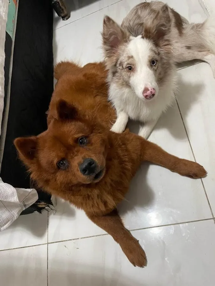 Cachorro ra a Chow Chow idade 6 ou mais anos nome Nora