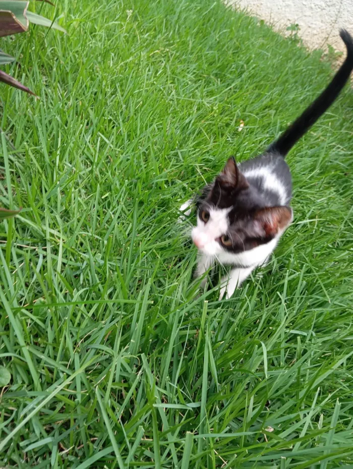 Gato ra a SRD-ViraLata idade Abaixo de 2 meses nome Pipoca 