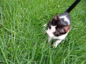 Gato raça SRD-ViraLata idade Abaixo de 2 meses nome Pipoca 