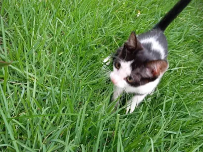 Gato raça SRD-ViraLata idade Abaixo de 2 meses nome Pipoca 