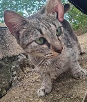 Gato raça SRD-ViraLata idade 2 anos nome Michonne