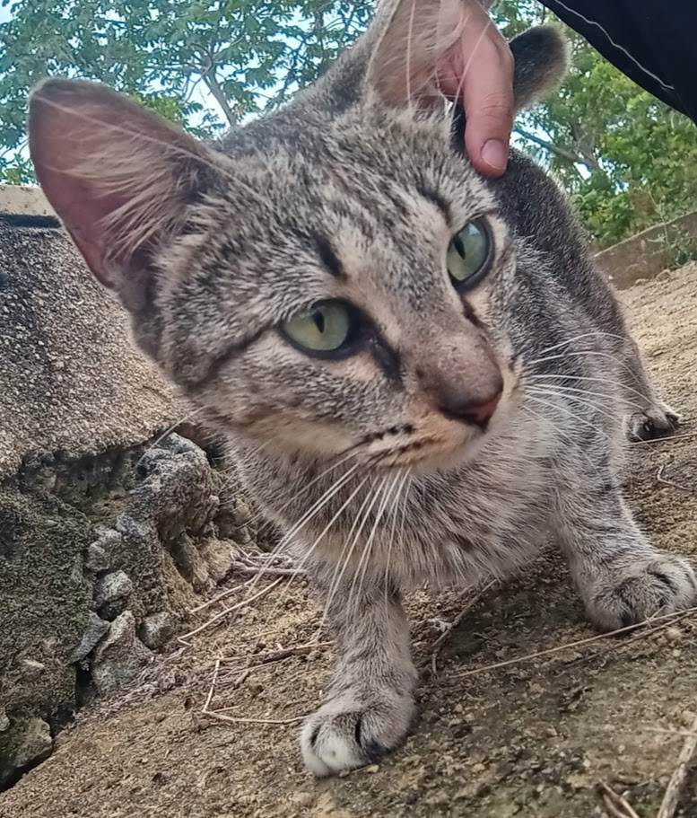 Gato ra a SRD-ViraLata idade 2 anos nome Michonne