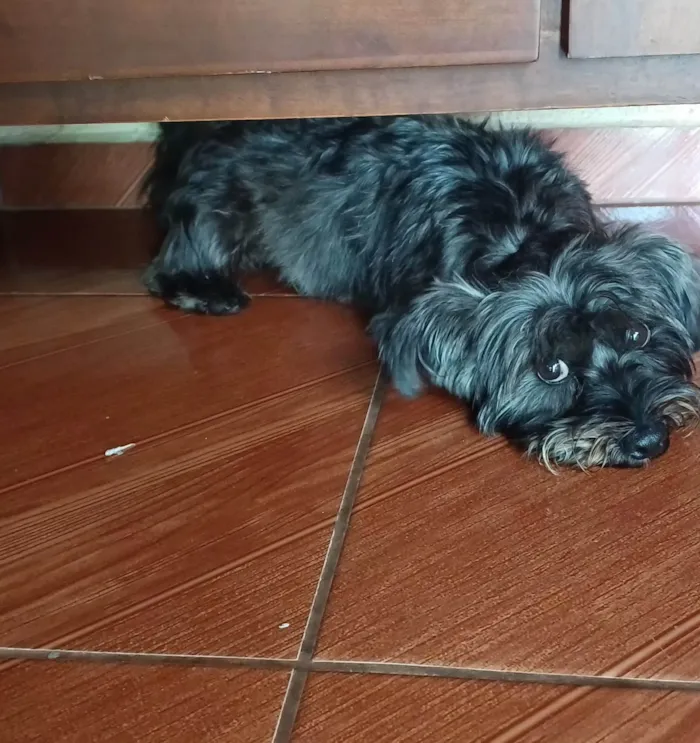 Cachorro ra a SRD-ViraLata idade 2 anos nome Beto