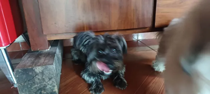 Cachorro ra a SRD-ViraLata idade 2 anos nome Beto