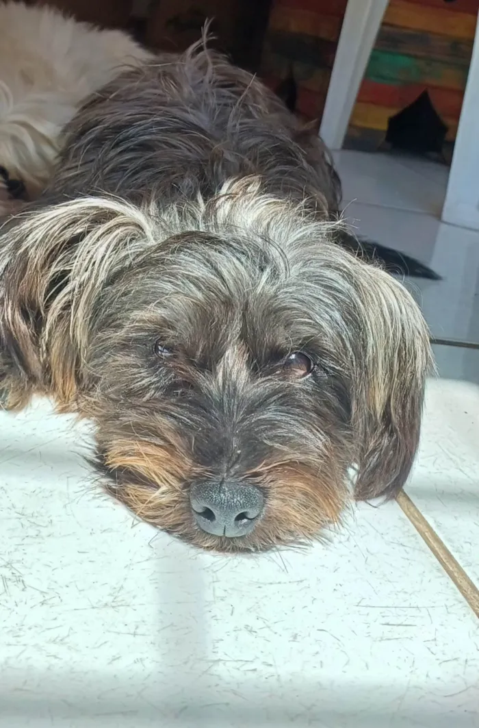 Cachorro ra a SRD-ViraLata idade 2 anos nome Beto