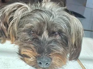 Cachorro raça SRD-ViraLata idade 2 anos nome Beto