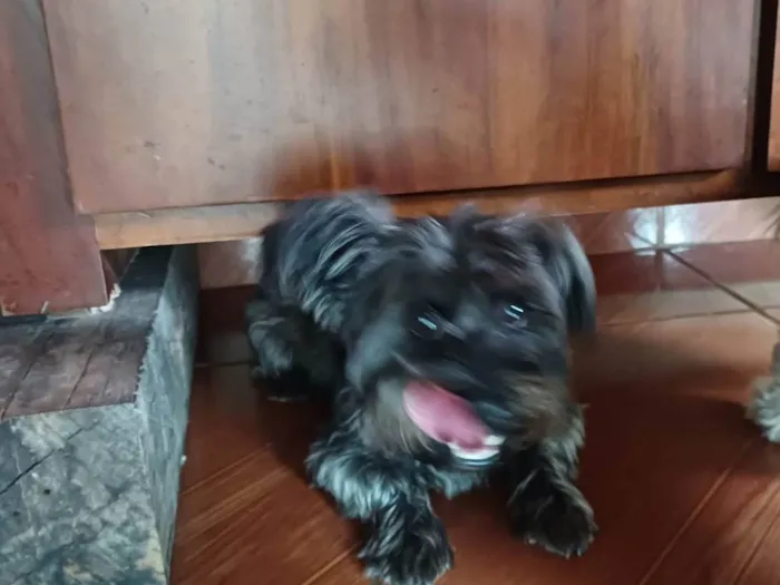 Cachorro ra a SRD-ViraLata idade 2 anos nome Beto